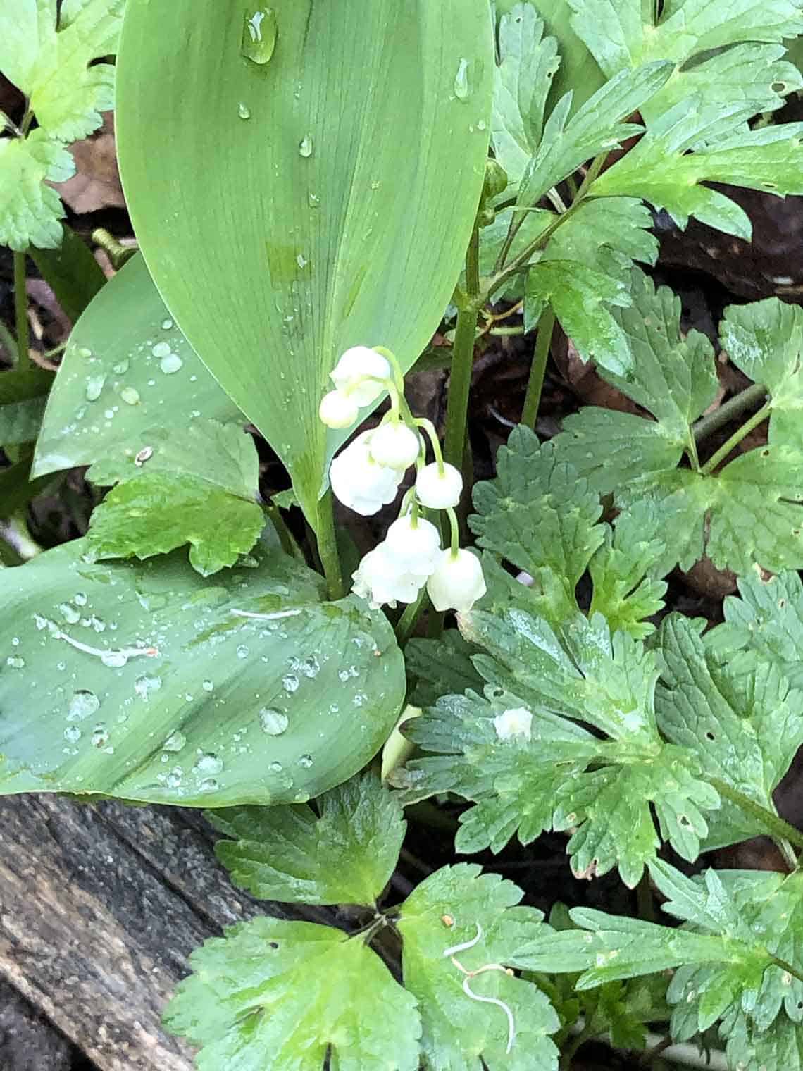 muguet NaN